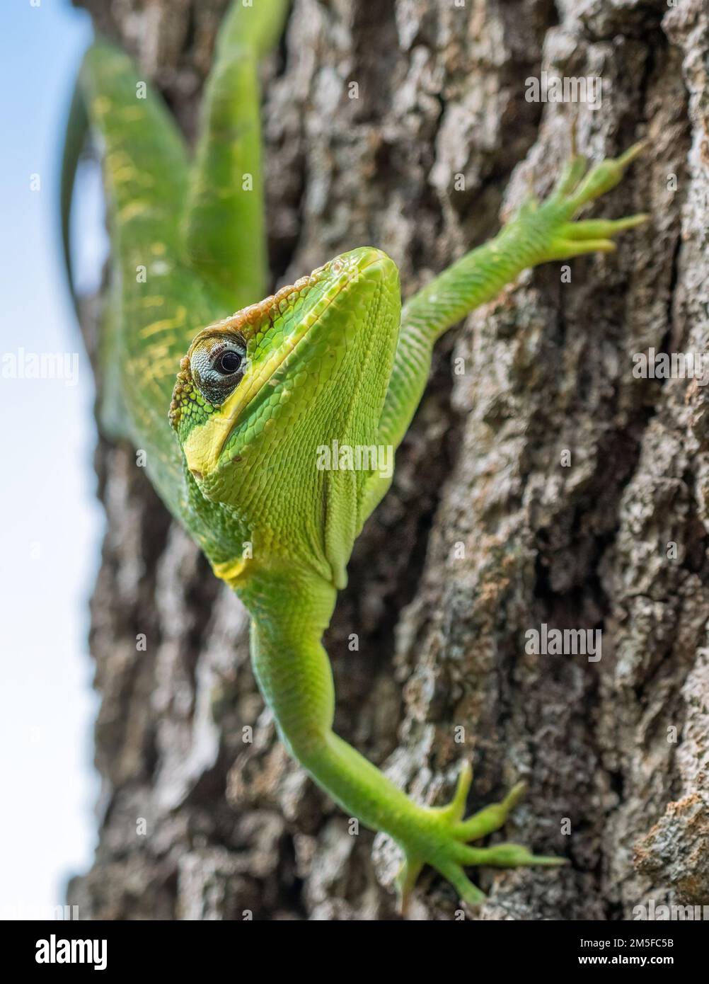 A vertical shot of Cuban Knight Anole invasive Florida lizard on a ...