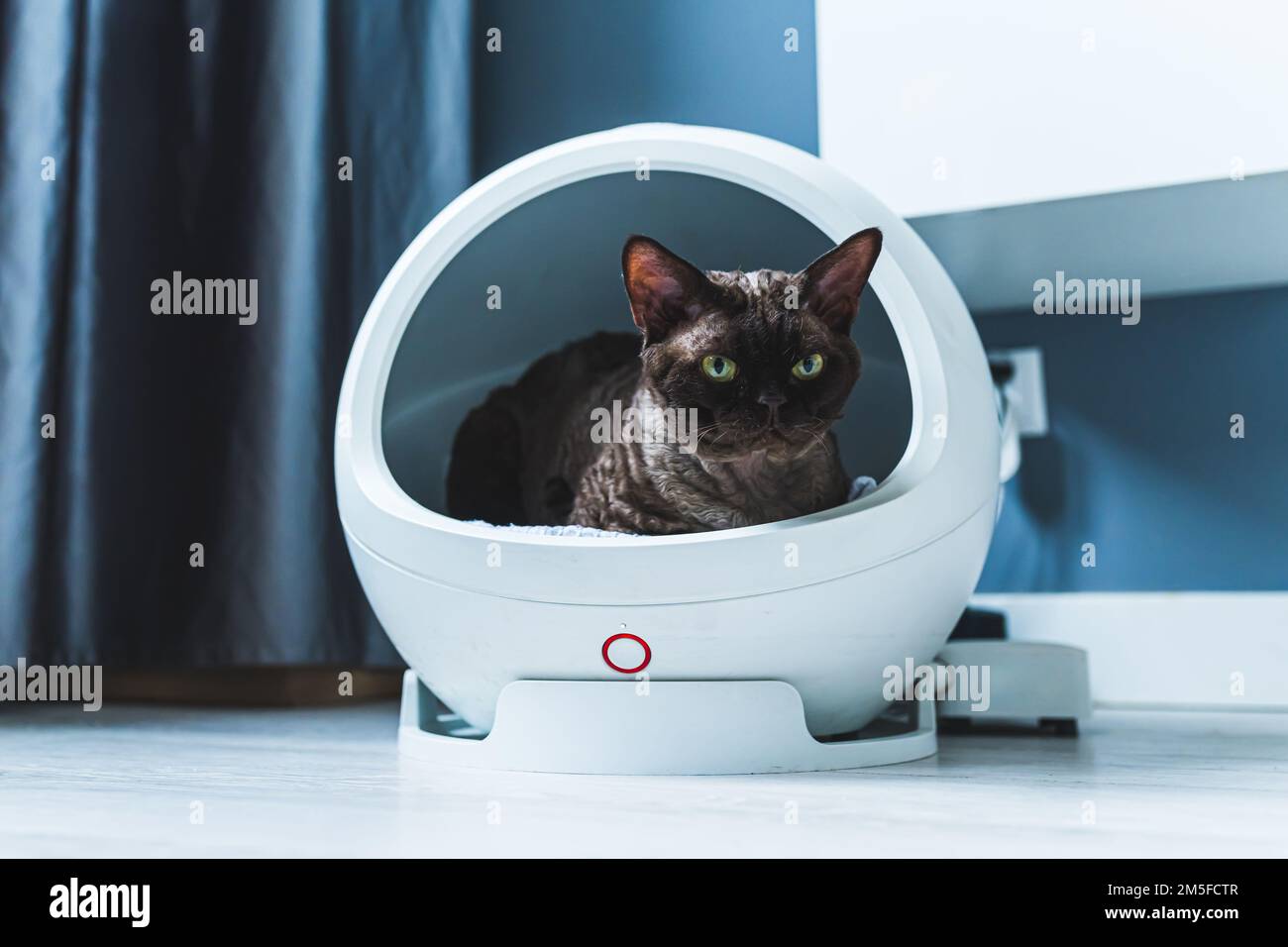 Medium shot of a cat lying in a heating capsule standing on the floor. High quality photo Stock Photo