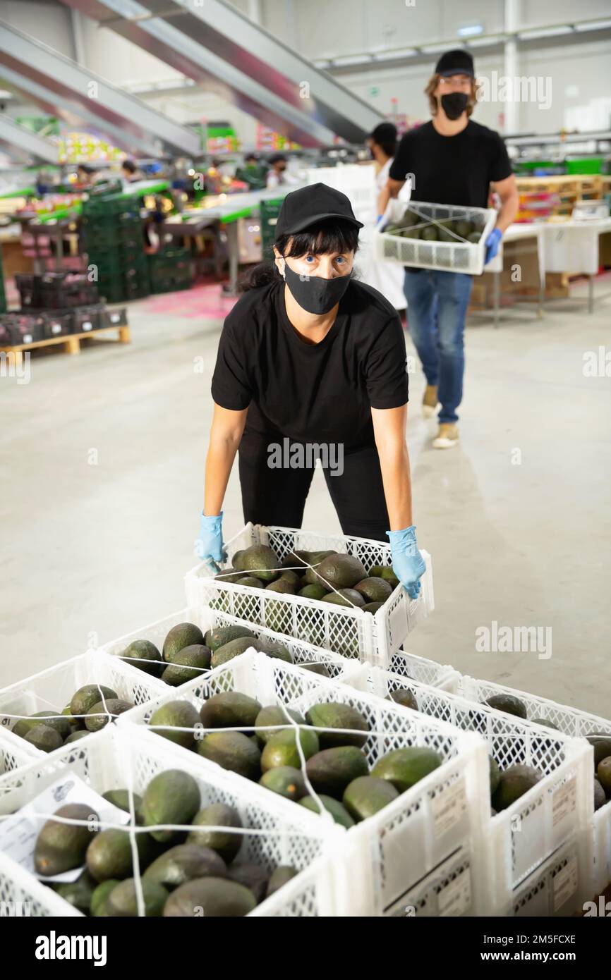 Young women and man in uniform packing mango to crates at factory ...