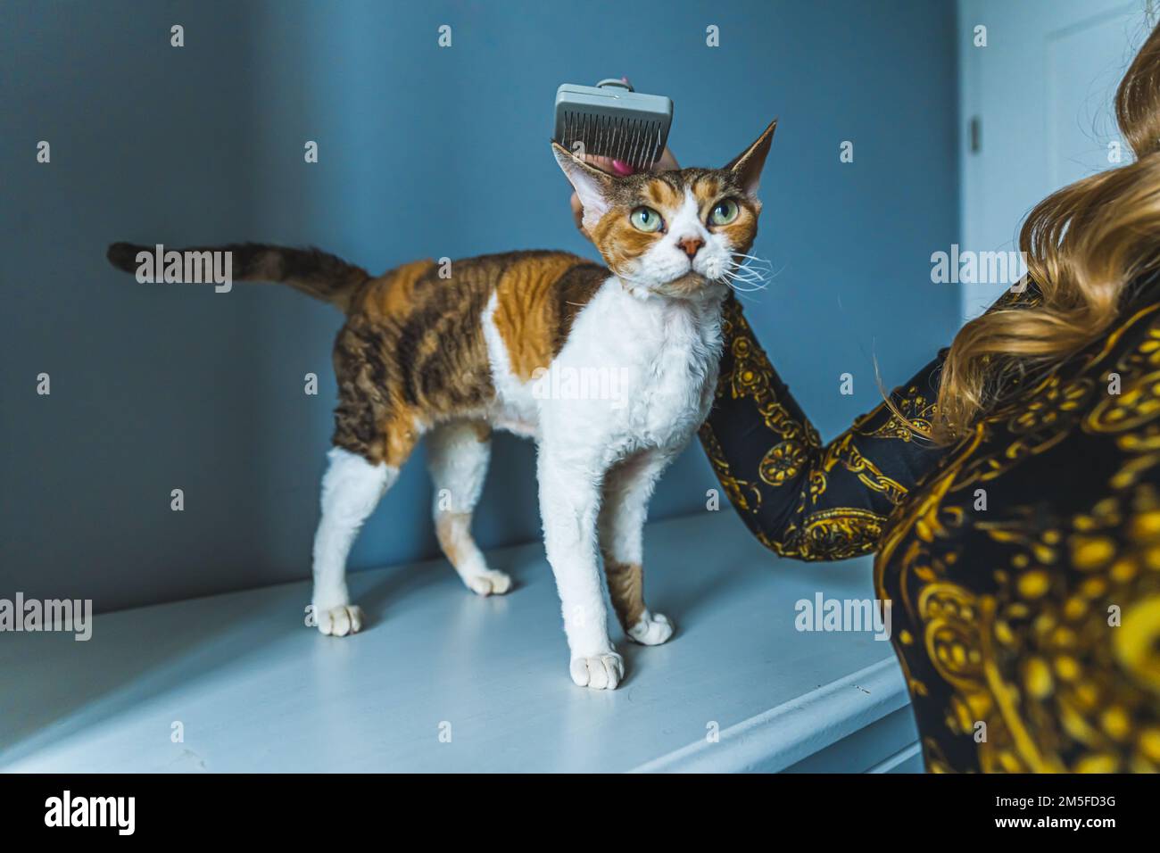 Unrecognizable woman brushing calico tortoiseshell Devon Rex cat . High
