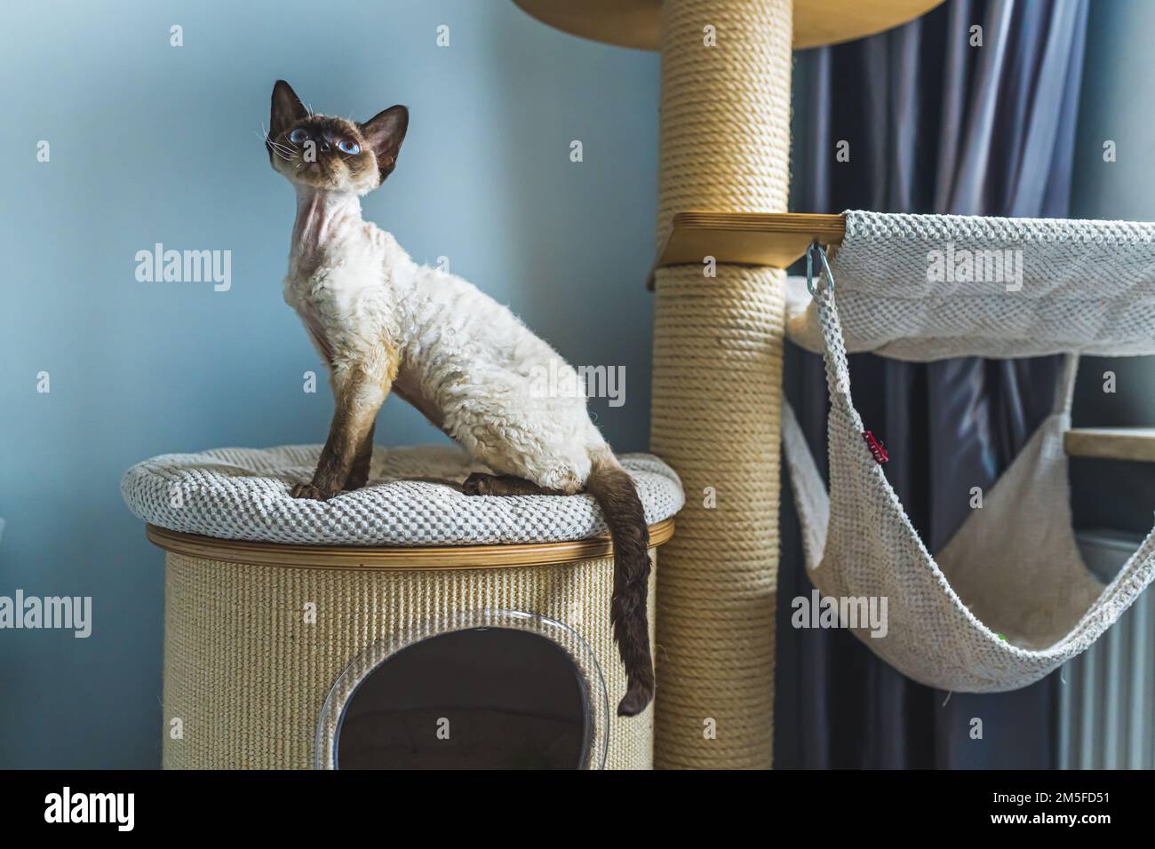 Chocolate sales devon rex