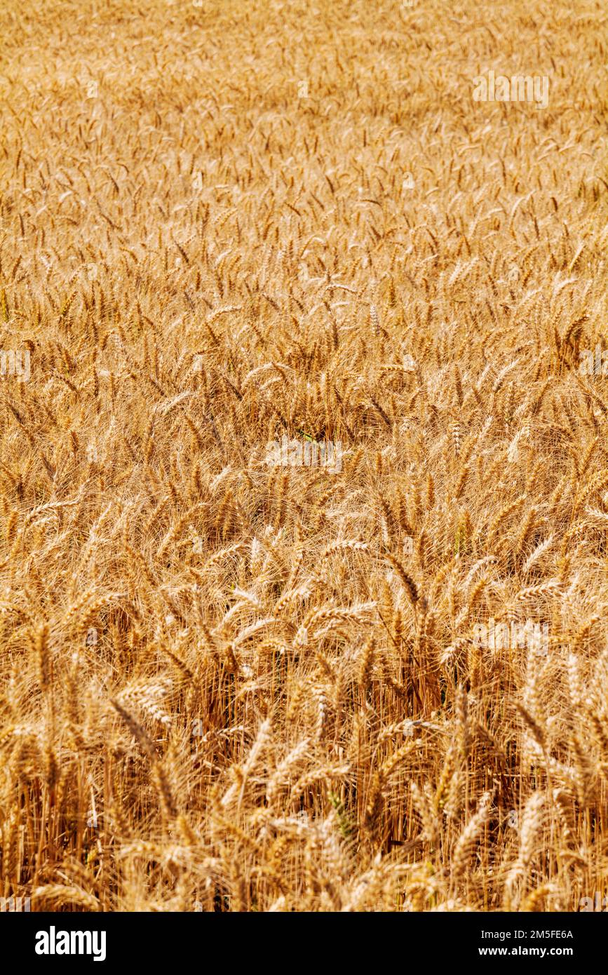 Beautiful golden fields of wheat; Palouse Region; Washington; USA Stock Photo