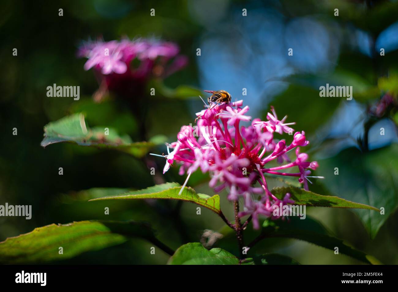 A closeup of Clerodendrum in garden with blurred background Stock Photo