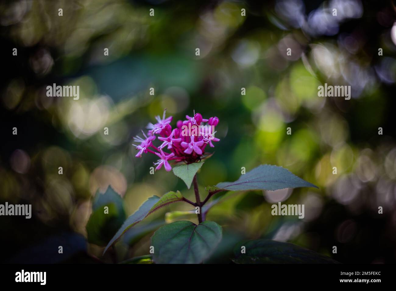 A closeup of Clerodendrum in garden with blurred background Stock Photo