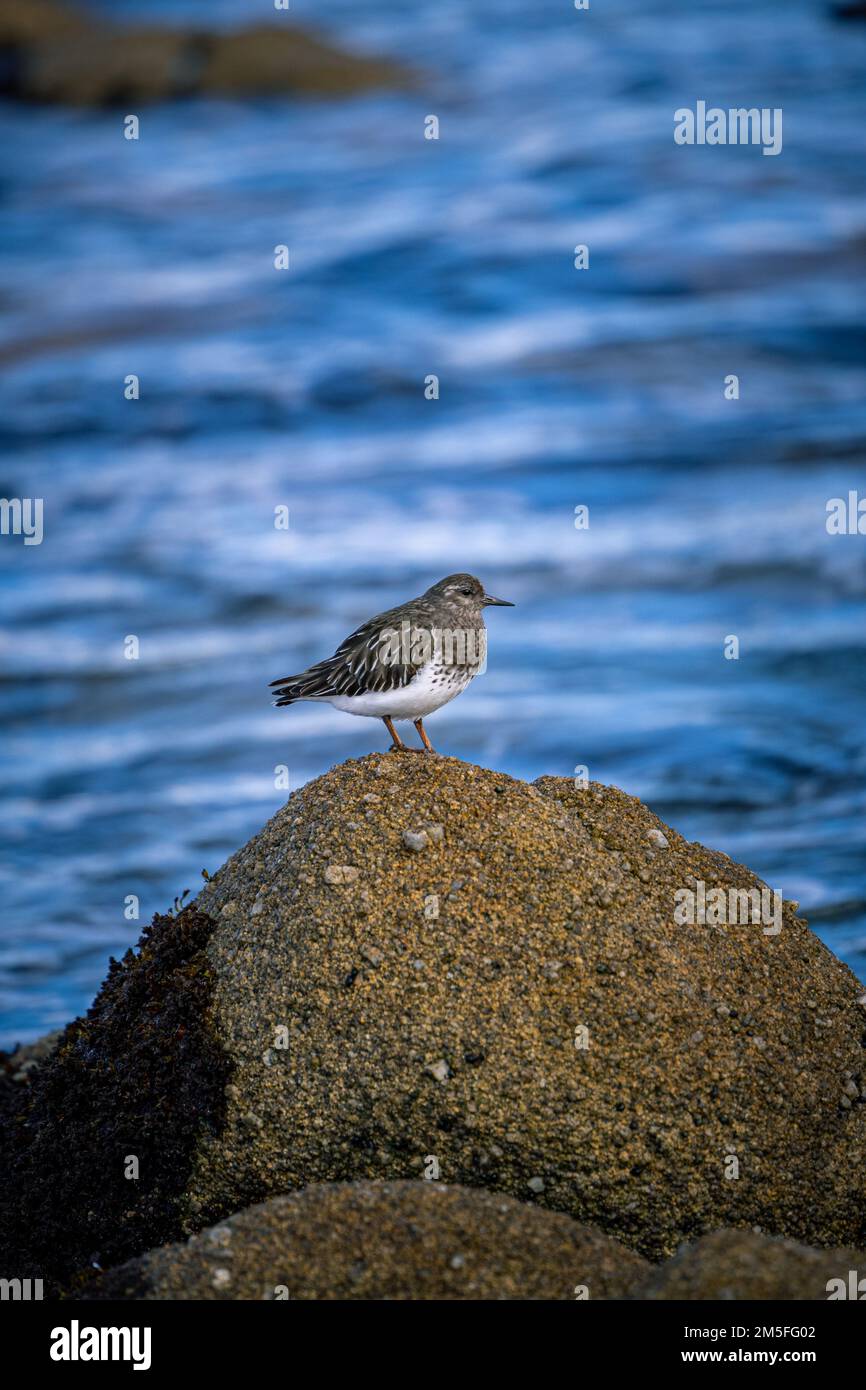 A small shorebird on the rocks in Monterey CA Stock Photo