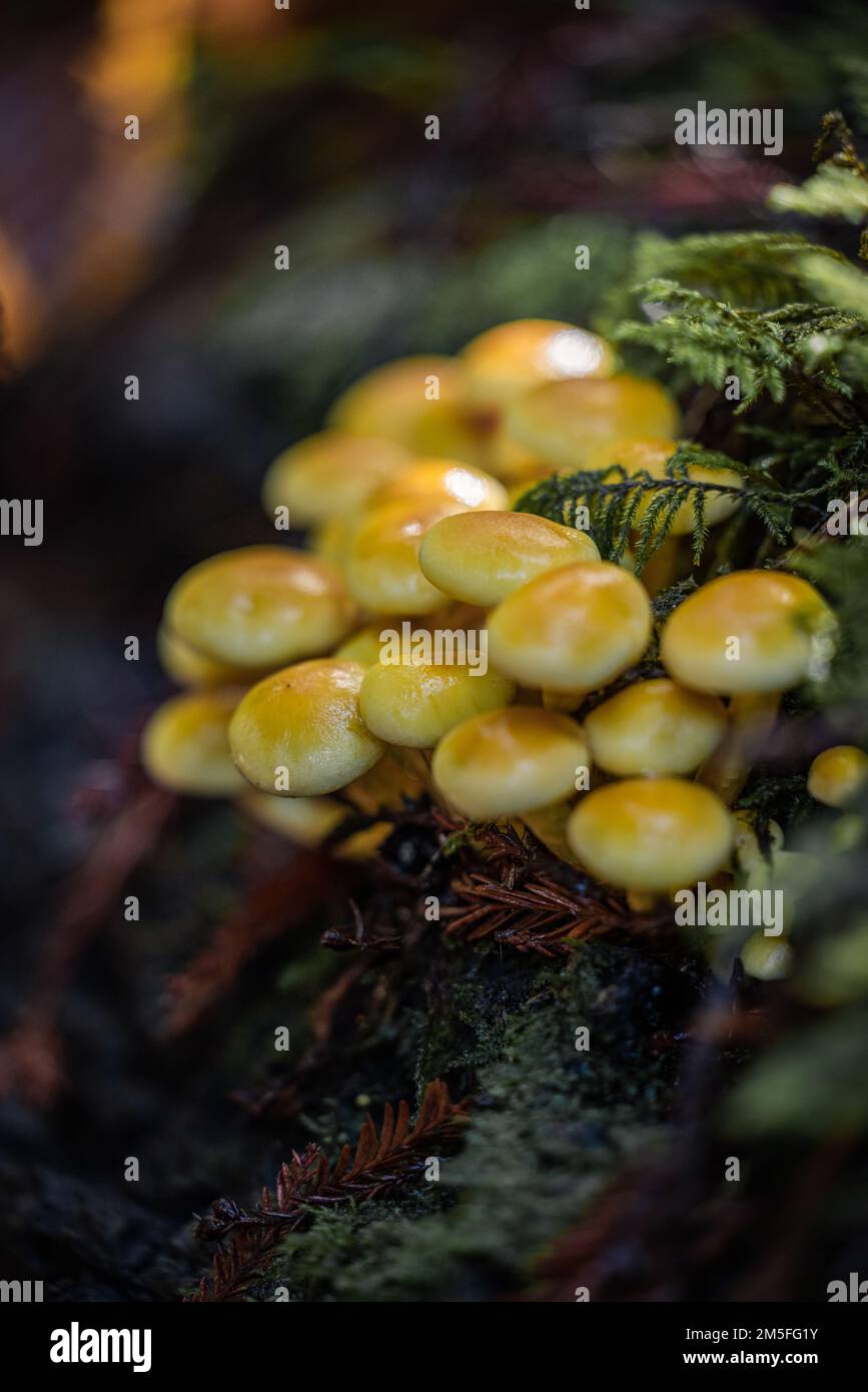 Hypholoma fasciculare, Sulfur Tuft growing from a fallen log Stock ...