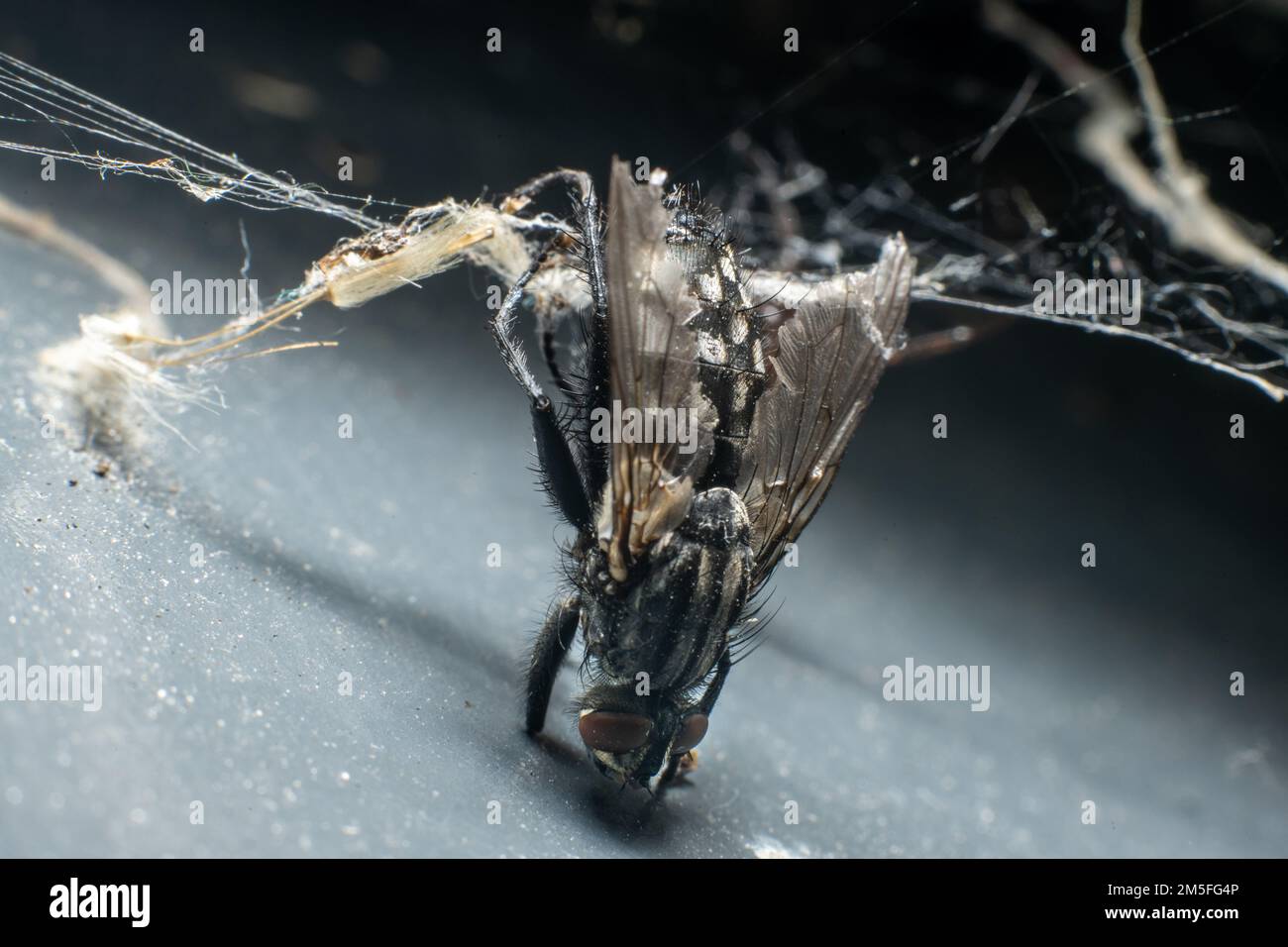 A closeup of a black fly trapped in a spider web Stock Photo - Alamy