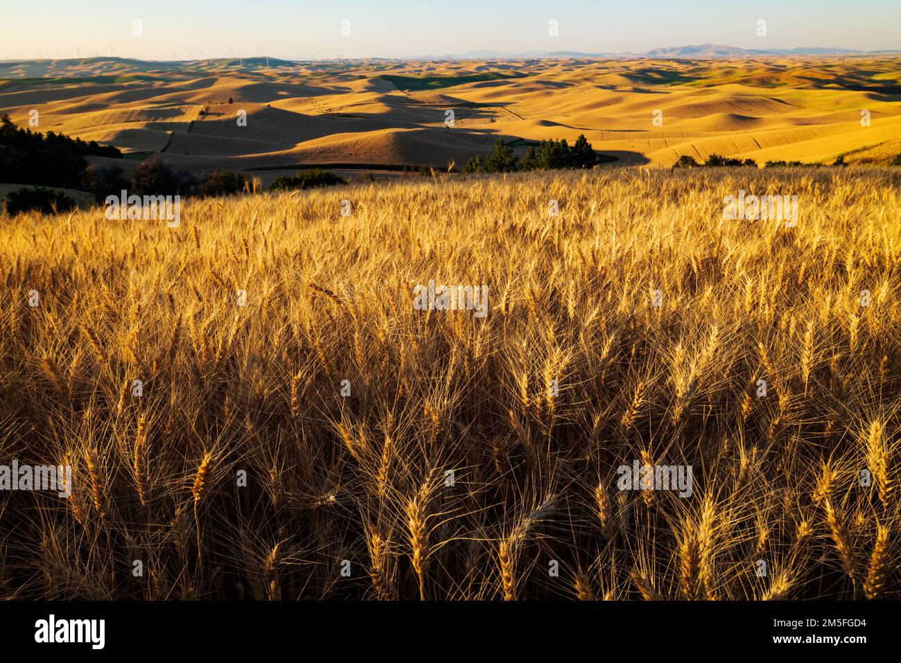 Beautiful golden fields of wheat; Steptoe Butte; Palouse Region; Washington; USA Stock Photo