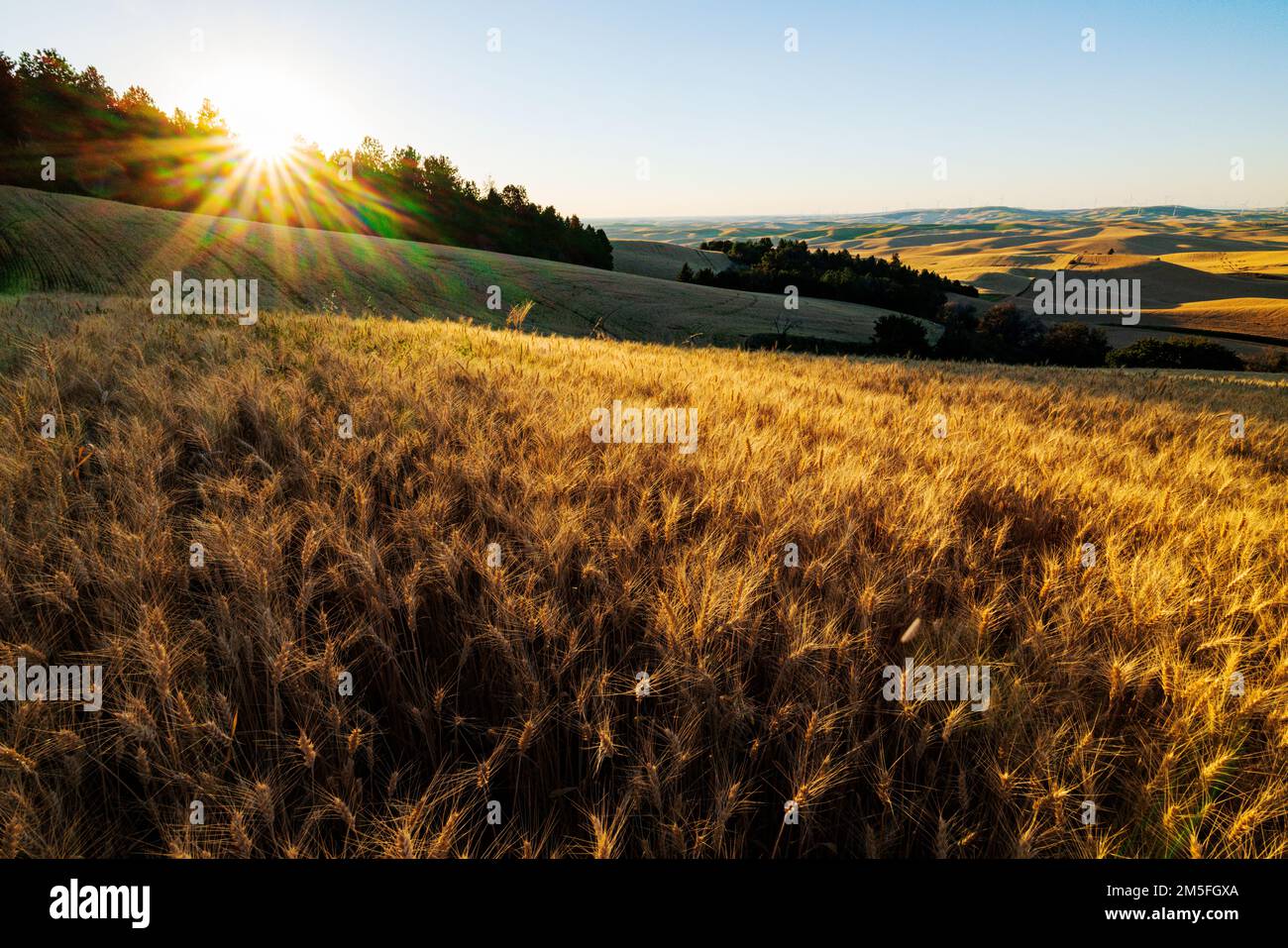 Beautiful golden fields of wheat; Steptoe Butte; Palouse Region; Washington; USA Stock Photo