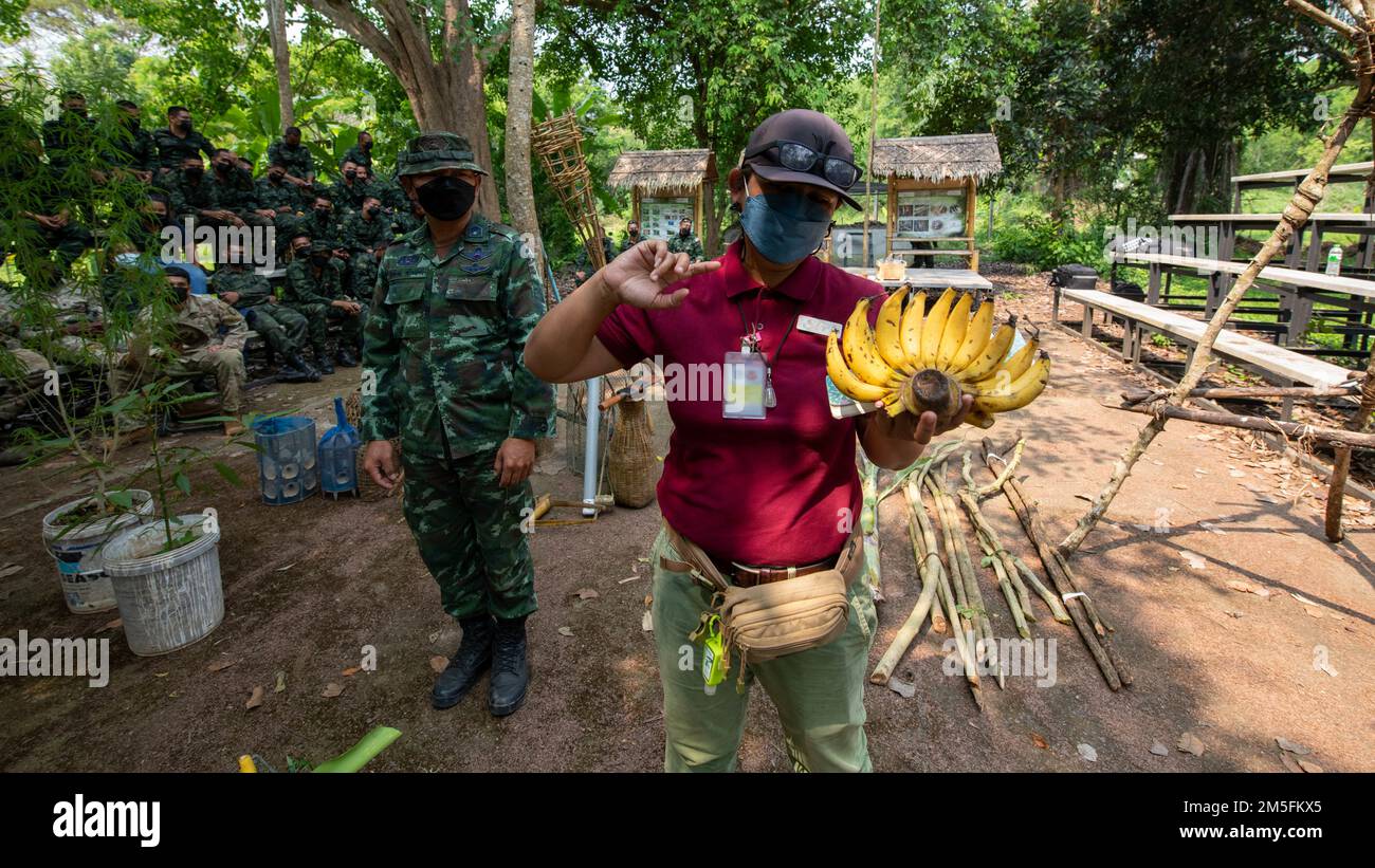 An interpreter describes the different types of bananas troops could locate in the jungles of Thailand during a jungle survival course, Mar. 13, 2022, Fort Thanarat, Thailand. Jungle survival is one area where U.S Soldiers stationed in Hawaii, and Royal Thai Army forces came together to share practices to better prepare each other for future operations. Stock Photo