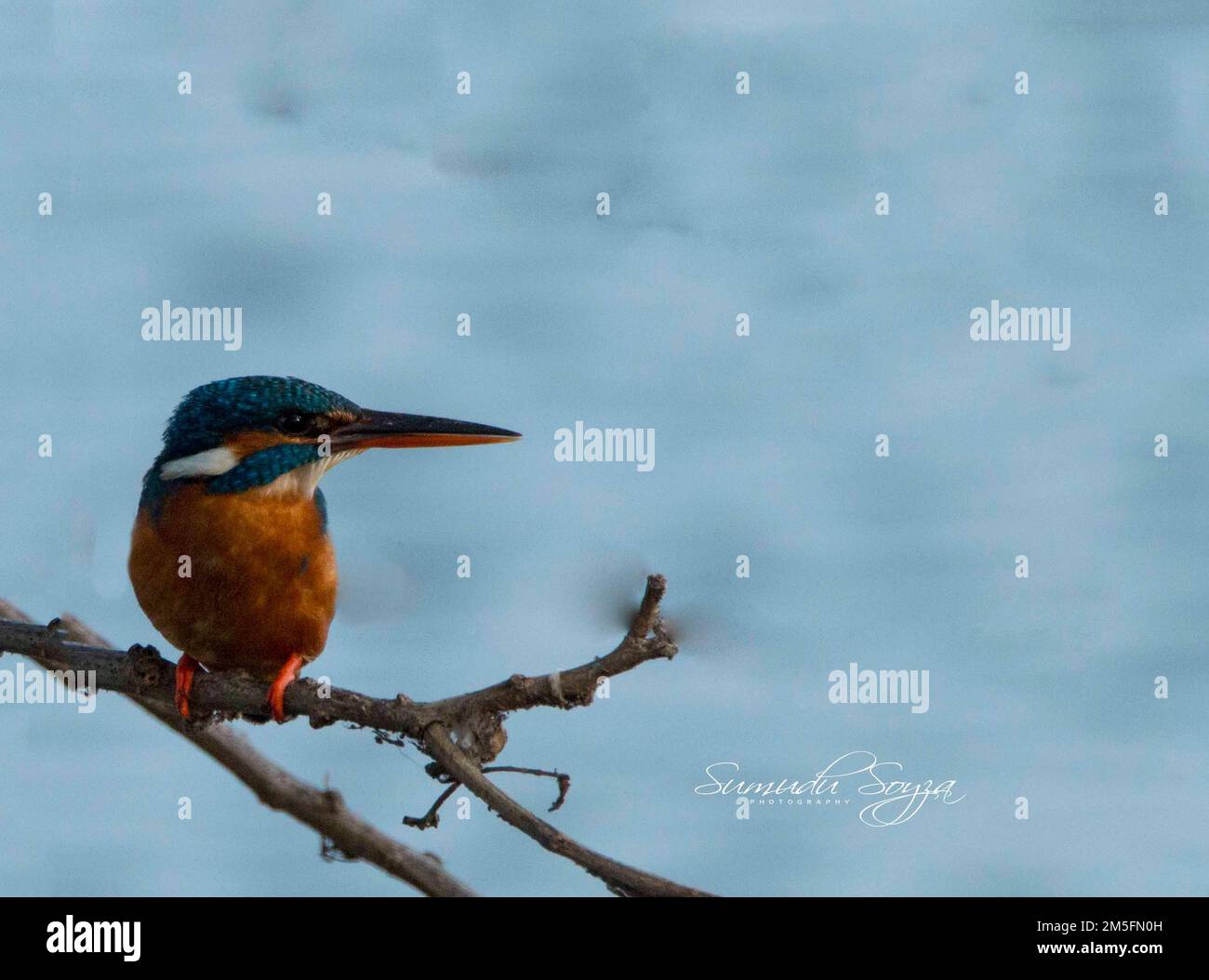 Beautiful birds in Sri Lanka in the Wild Stock Photo Alamy