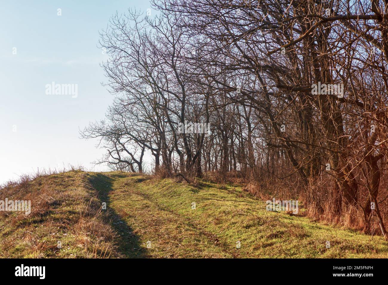 Edge of the forest in the springtime Stock Photo - Alamy