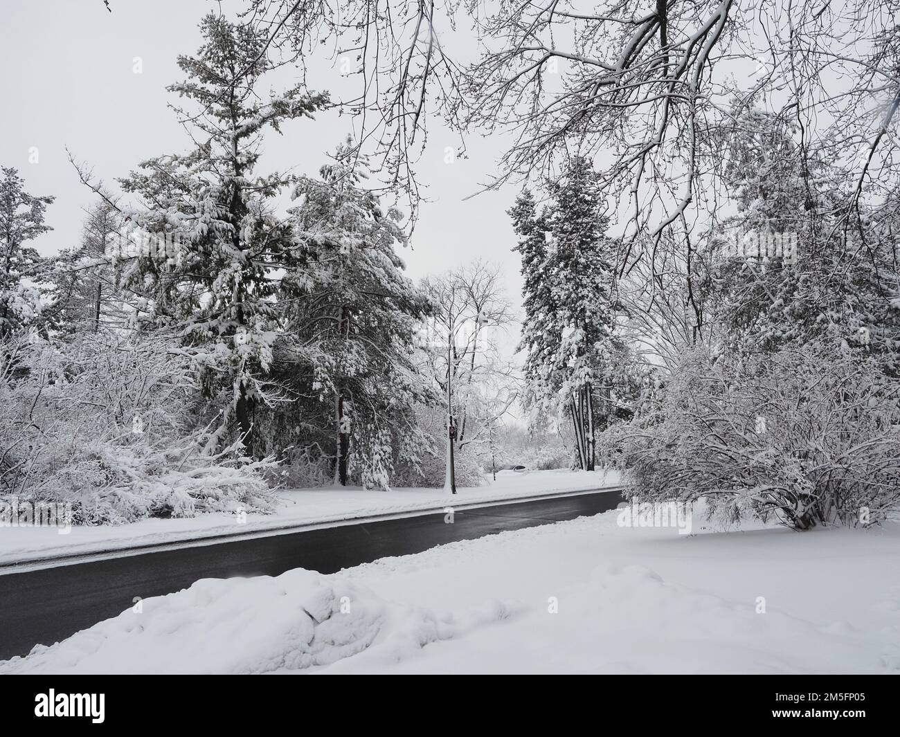 Canadian snow scene the week before Christmas. Snow covered trees and bushes line both sides of a road. Stock Photo