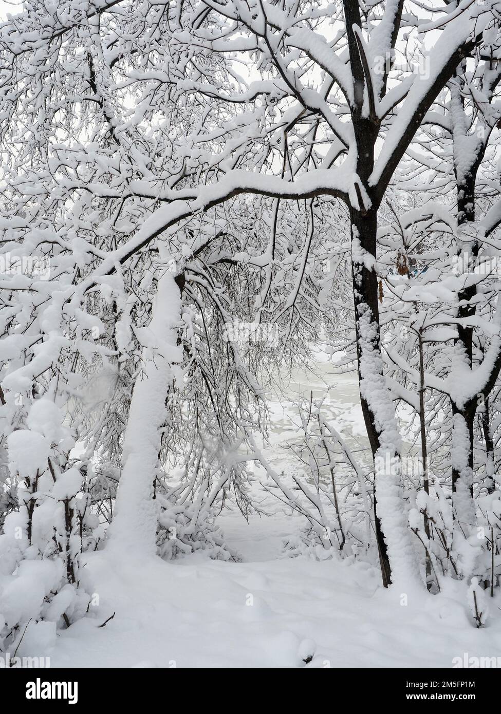 Canadian snow scene the week before Christmas. Trees by the road side covered in a fresh dumping of snow. Ottawa, Canada. Stock Photo