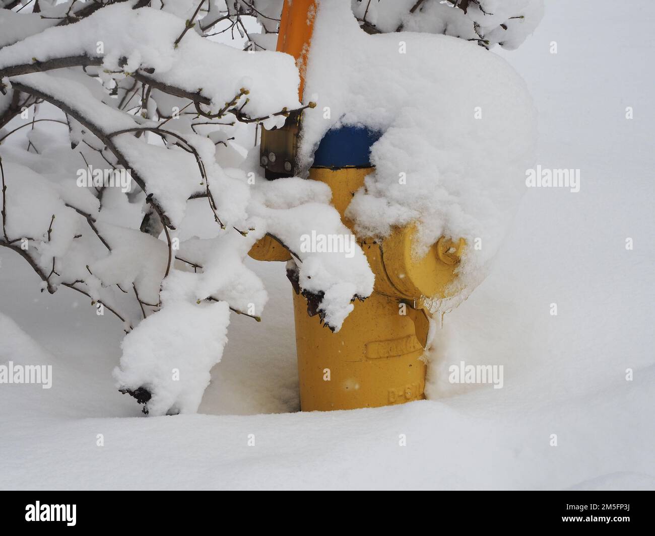 Heavy snowfall in Canada's capital turn the city into a winter wonderland just in time for Christmas. Yellow fire hydrant covered in snow. Stock Photo