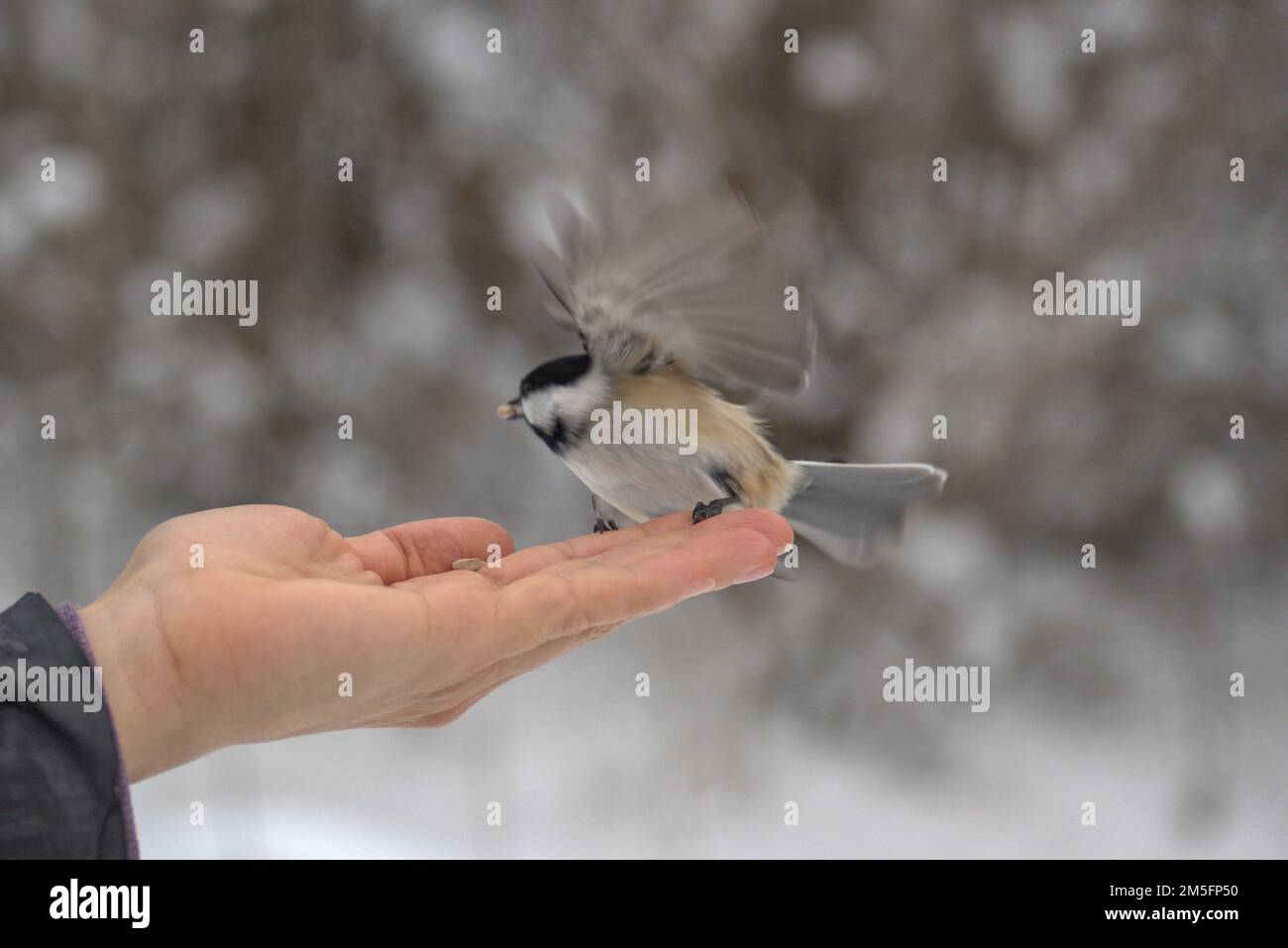Black-capped chickadee (Poecile atricapillus) landing on a hand on a very cold and snowy hiking trail near Ottawa, Ontario, Canada. Stock Photo