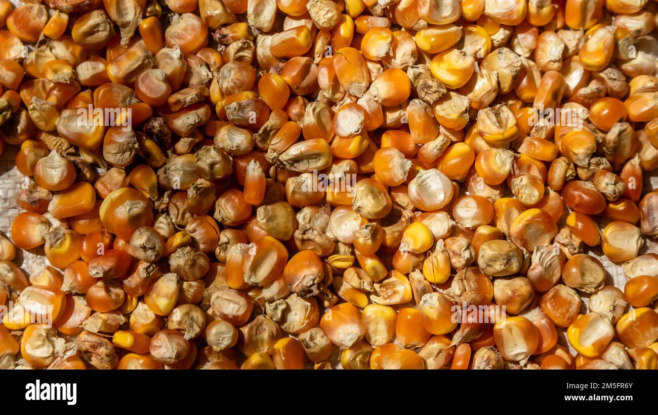 pile of corn kernels as background Stock Photo - Alamy