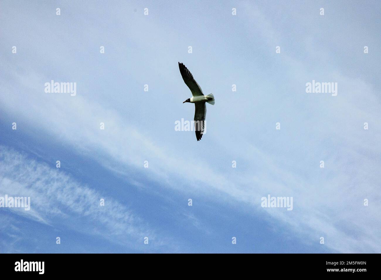 Laughing Gull (Leucophaeus atricilla) in flight  with a cloudy sky background Stock Photo