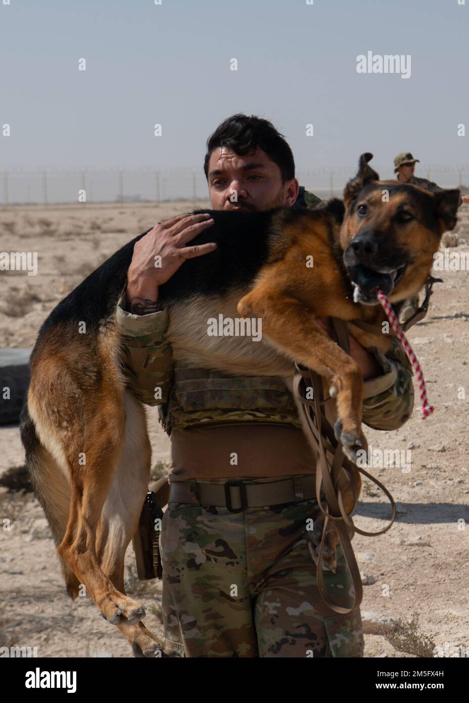 A U.S. Air Force military working dog handler assigned to the 379th Expeditionary Security Forces Squadron carries Igor, 379th ESFS MWD, at Al Udeid Air Base, Qatar, March 15, 2022. Igor was carried to safety after a simulated injury from a simulated improvised explosive device during a training scenario. Stock Photo