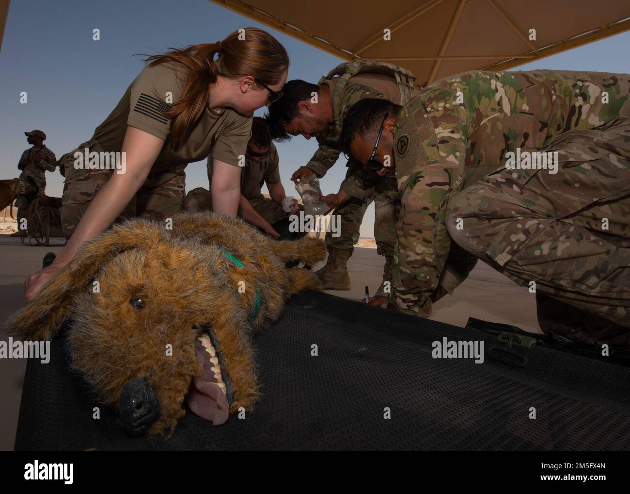 A U.S. Air Force Airman, center, and Navy sailor, right, provide care to a simulated injured dog while being evaluated by an Army veterinarian at Al Udeid Air Base, Qatar, March 15, 2022. Service members from all three branches participated in a military working dog explosives search and medical training scenario to improves their skillset. Stock Photo