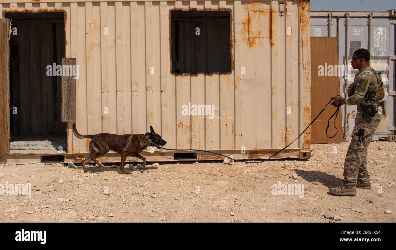 A U.S. Air Force Airman and his military working dog, both assigned to the 379th Expeditionary Security Forces Squadron, go through a training scenario at Al Udeid Air Base, Qatar, March 15, 2022. MWD teams on various scenarios to maintain readiness and familiarize themselves with potential real-world situations. Stock Photo