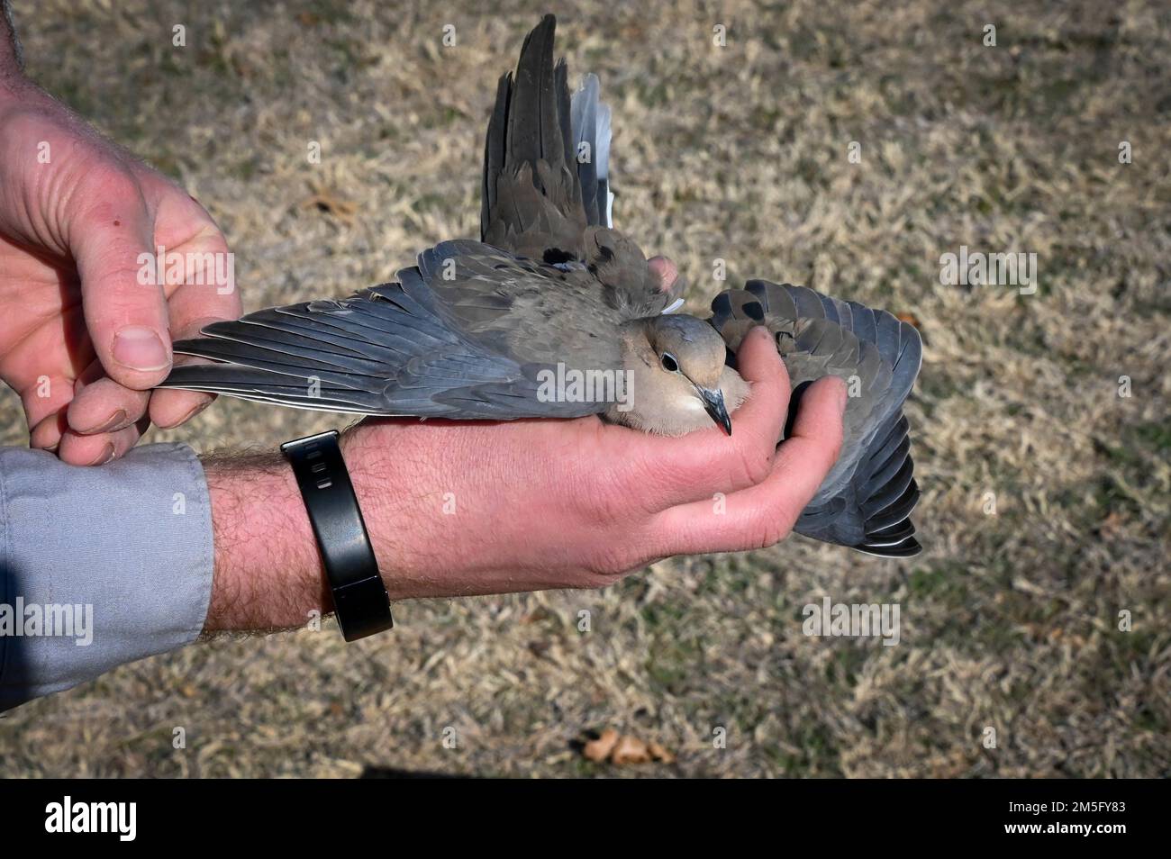 Adam Kohler, 97th Air Mobility Wing wildlife biologist, holds a mourning dove before releasing it at Altus Air Force Base, Oklahoma, March 15, 2022. Knowing more information about each dove allows biologists to easily track and identify individual birds. Stock Photo