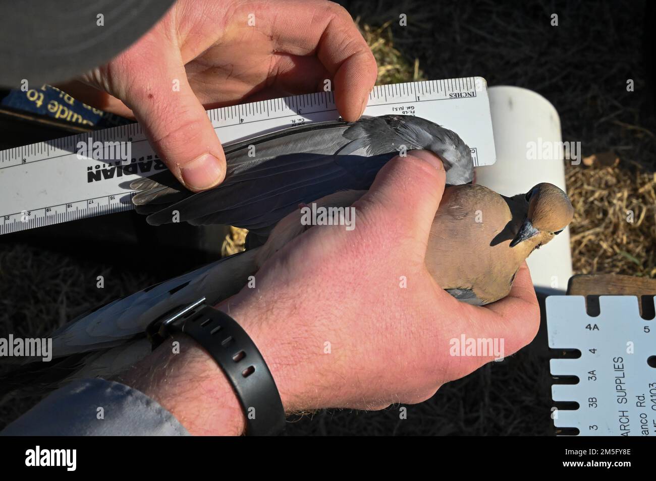 Adam Kohler, 97th Air Mobility Wing wildlife biologist, measures the wingspan of a mourning dove at Altus Air Force Base, Oklahoma, March 15, 2022. Dove wingspans determine their gender and how healthy they are. Stock Photo