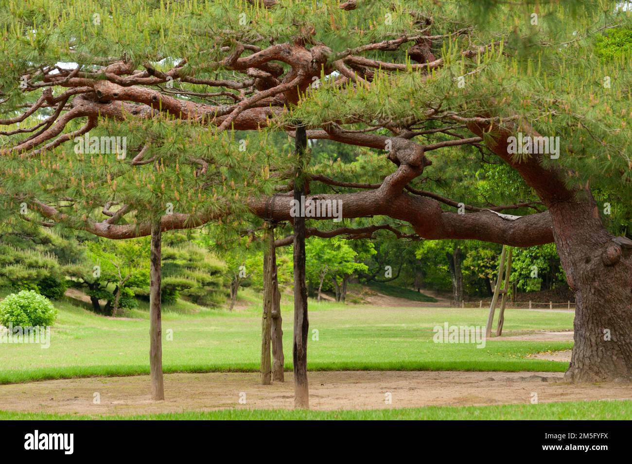 An ancient pine tree is propped up to protect its intricate shape and ...