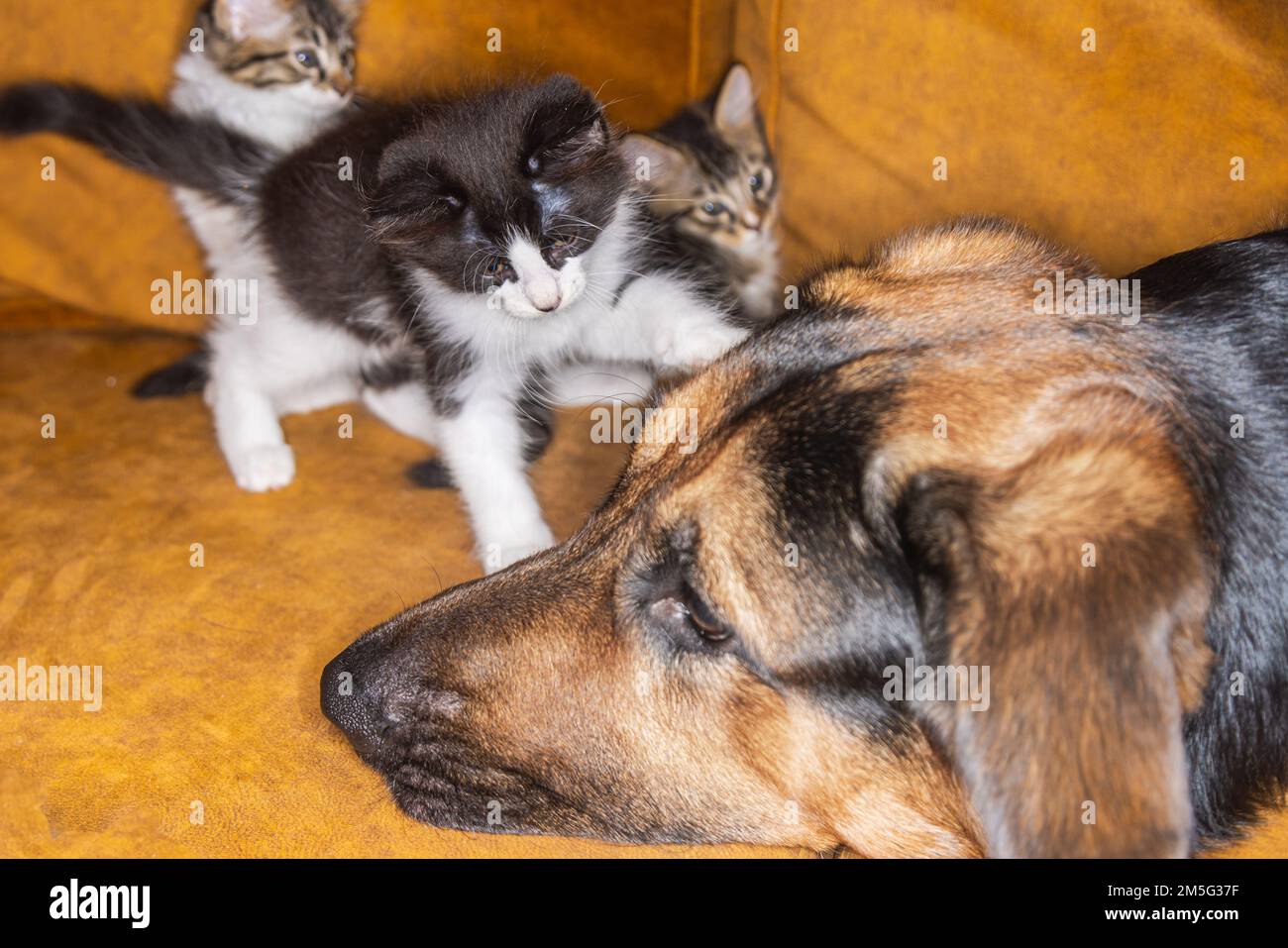 Small little kitty tease a dog. Cat and dog harmoniously side by side, Kitten protection across species. Animal care. Love and friendship. Domestic an Stock Photo
