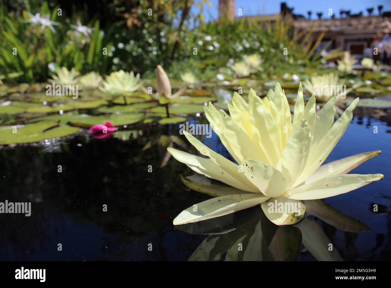 Water Lilies in San Juan Capistrano Mission Fountain Stock Photo