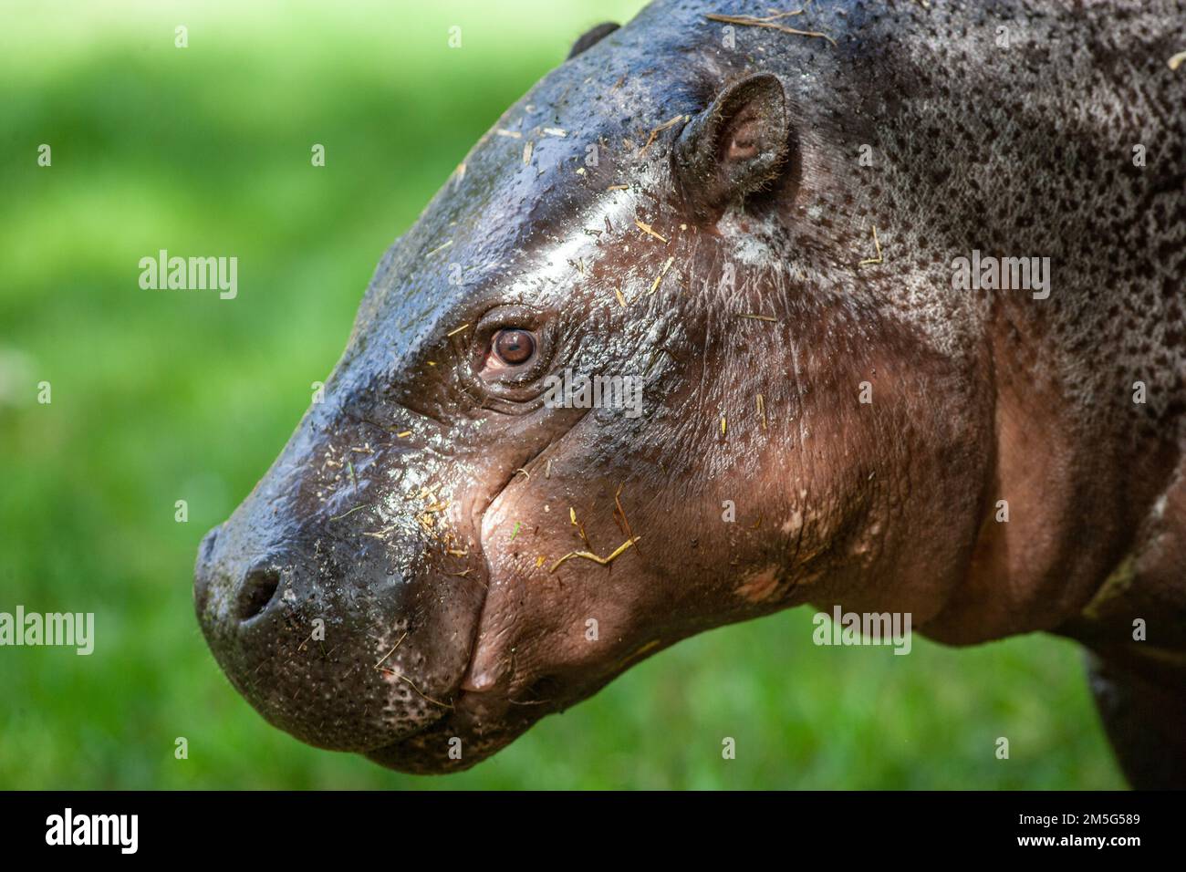 Pigmy hippopotamus, Dvärgflodhäst (Choeropsis liberiensis) Stock Photo