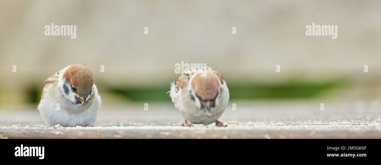 Sparrow. Sparrows are a family of small passerine birds, Passeridae. They are also known as true sparrows, or Old World sparrows, names also used for Stock Photo