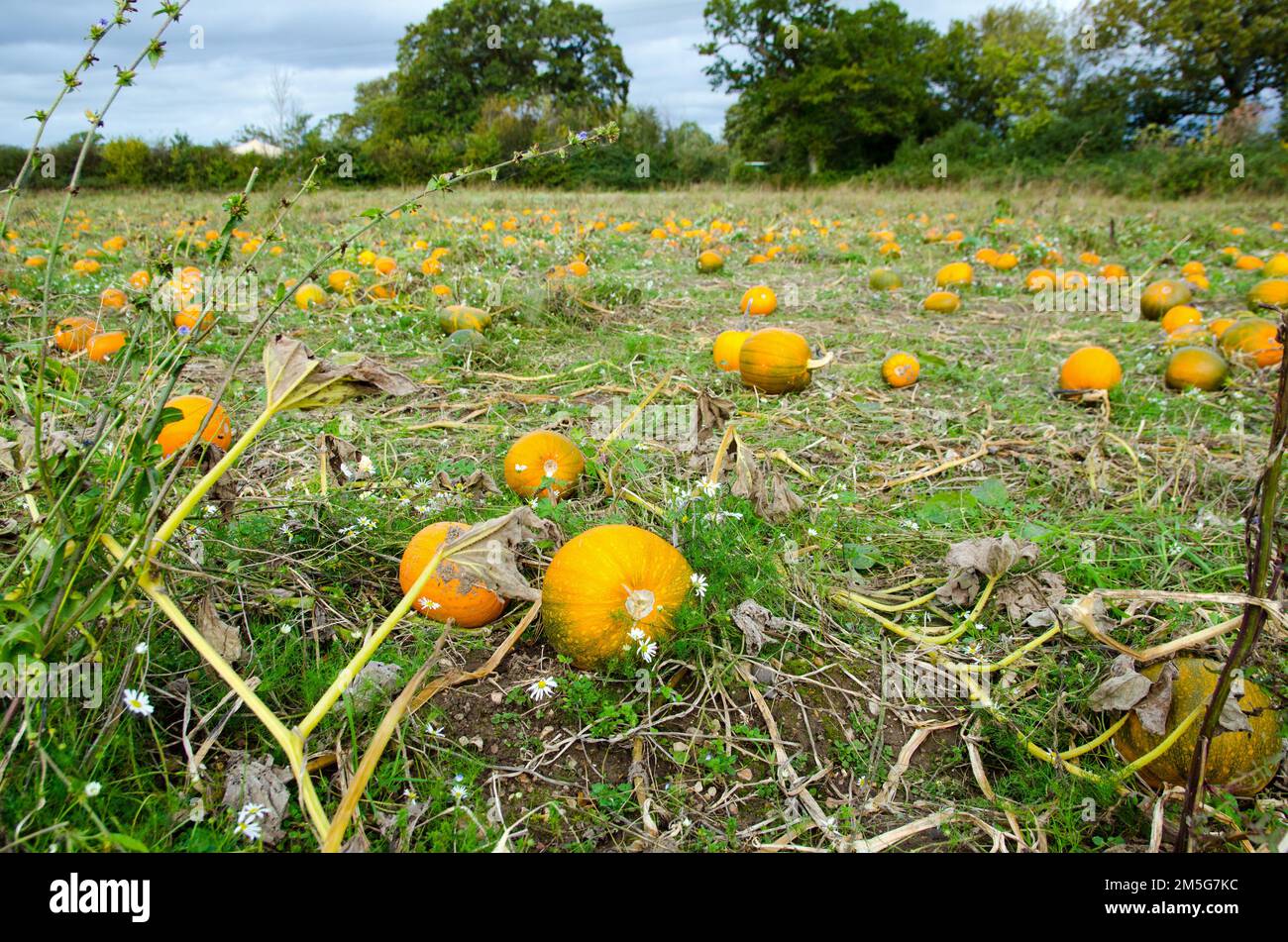 Agricultural field full of orange pumpkins in late October, Hampshire. Stock Photo