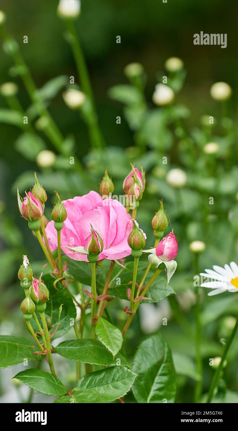 The rose in the garden. A photo of a beautiful pink rose in the garden ...