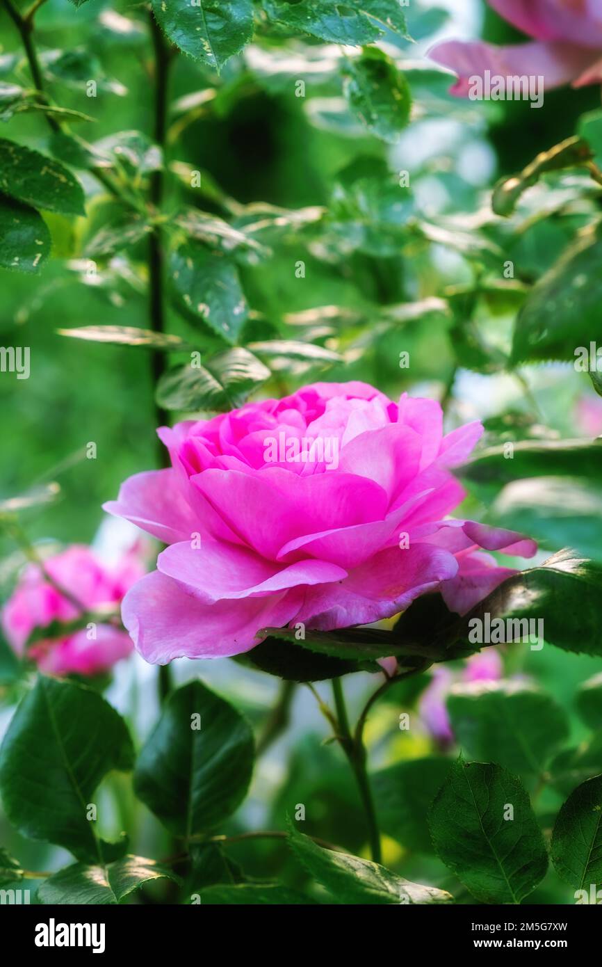 The rose in the garden. A photo of a beautiful pink rose in the garden ...