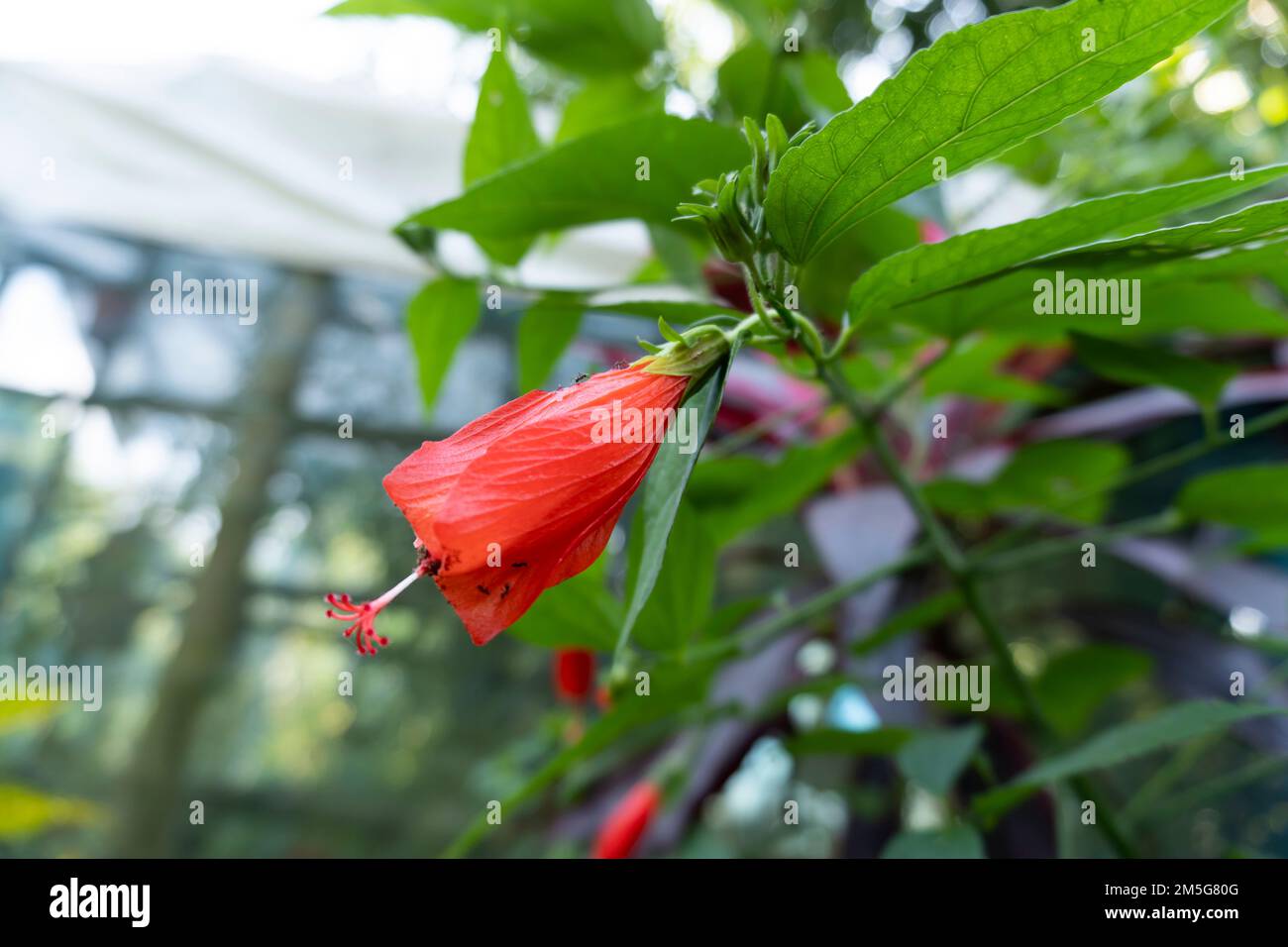 Red hibiscus flowers, blurred background of leaves Stock Photo