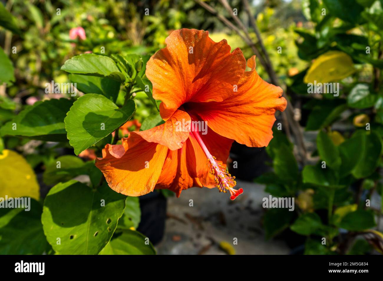 Beautiful young yellow hibiscus flowers, blurred background of leaves Stock Photo