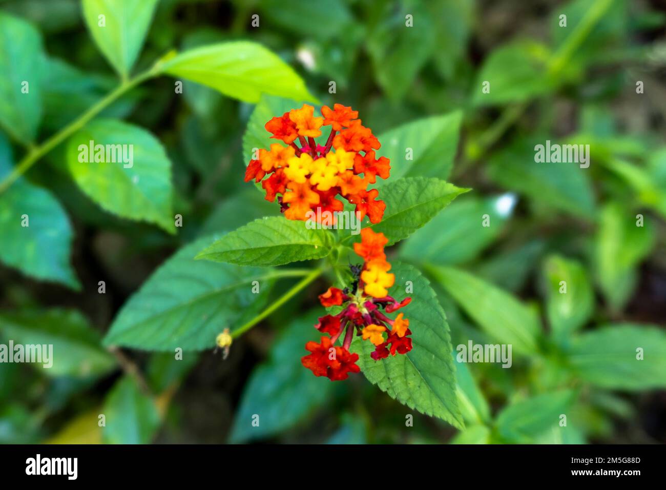 Two yellow  Red  Lantana camara with blurred background of leaves. Pink seasonal flower Stock Photo