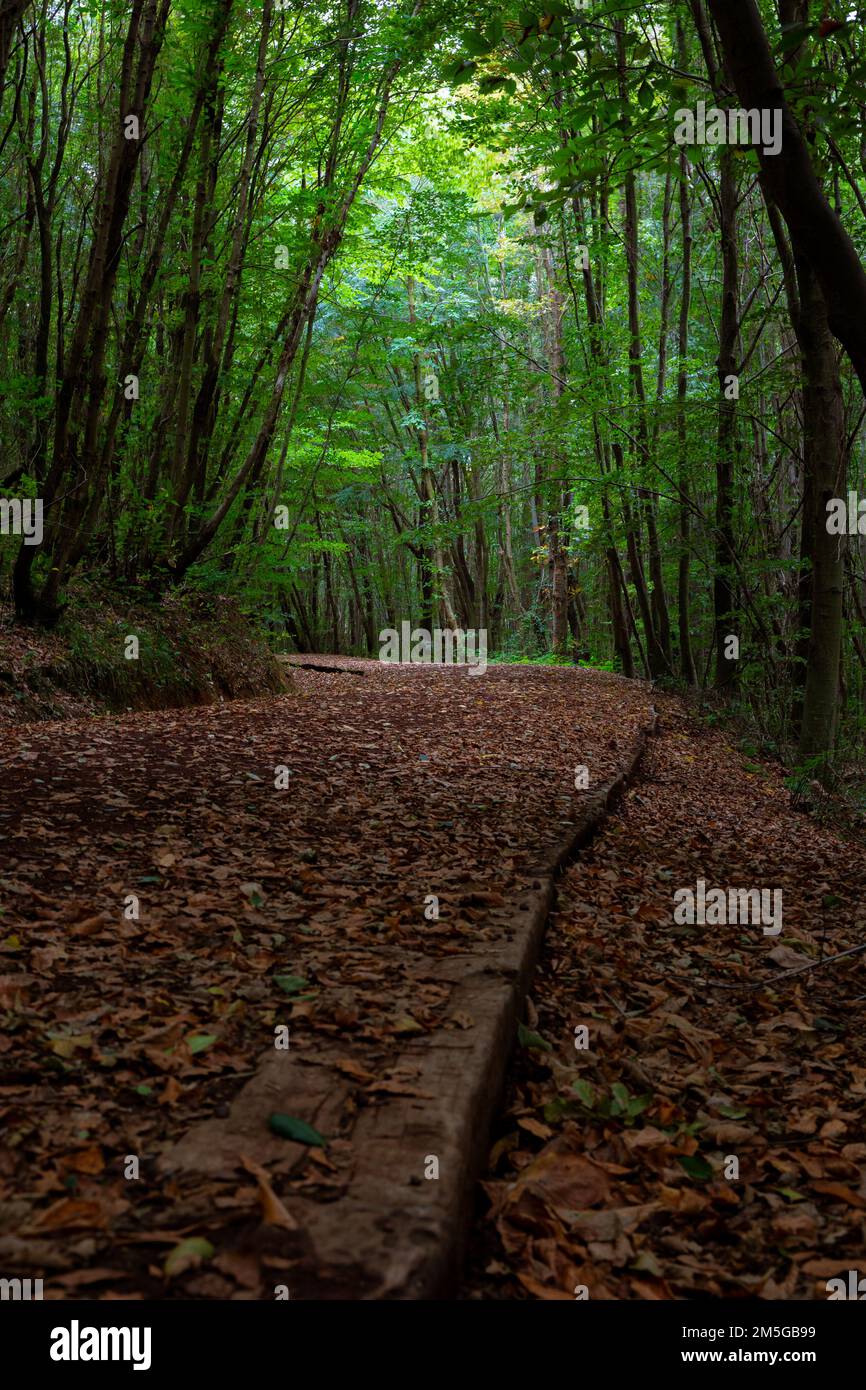 Trekking trail covered with brown leaves in the forest in the autumn. Polonezkoy Nature Park in Istanbul. Stock Photo