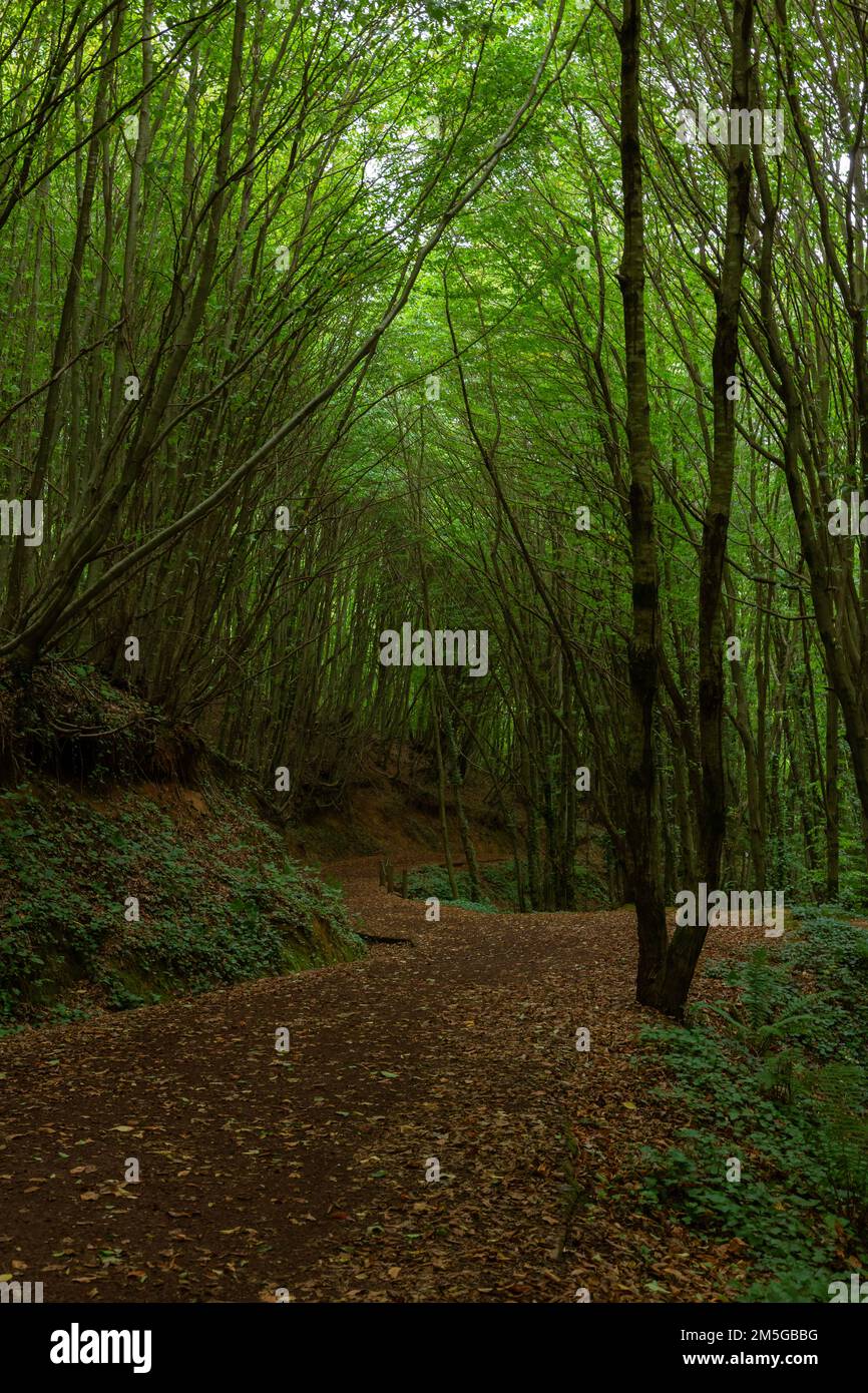 Polonezkoy Nature Park in Istanbul. Jogging or hiking trail in the forest  vertical background photo Stock Photo - Alamy