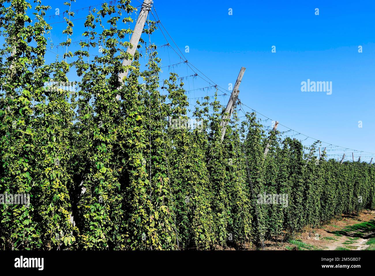 Harvest-ready hops, hop garden, hop field, hop vines, hop bines, poles, Nandlstadt, Holledau, Hallertau, Upper Bavaria, Bavaria, Germany Stock Photo