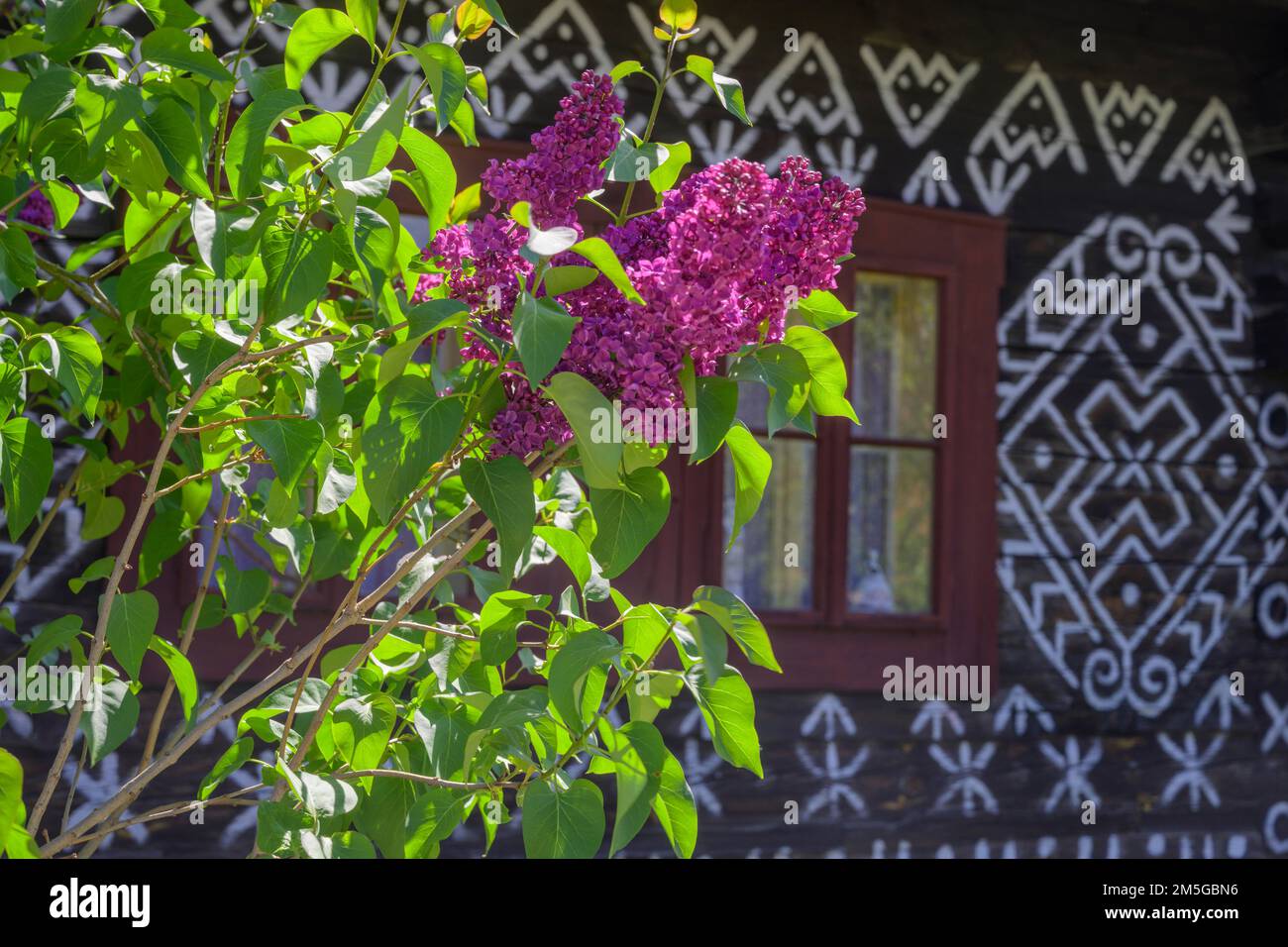 Flowering lilacs in front of painted wooden house Unesco World Heritage Site, Cicmany, Zilinsky kraj, Slovakia Stock Photo