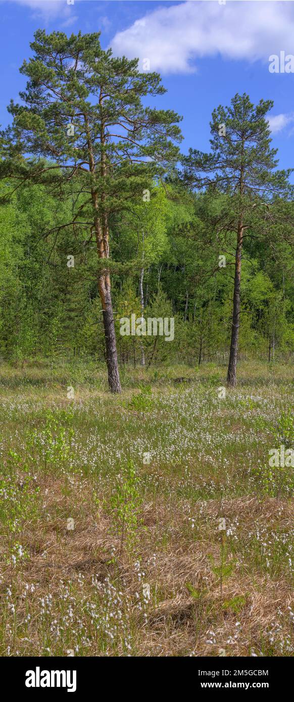 Pine in the Pruegelsteger Moor, Heidenreichstein, Lower Austria, Austria Stock Photo