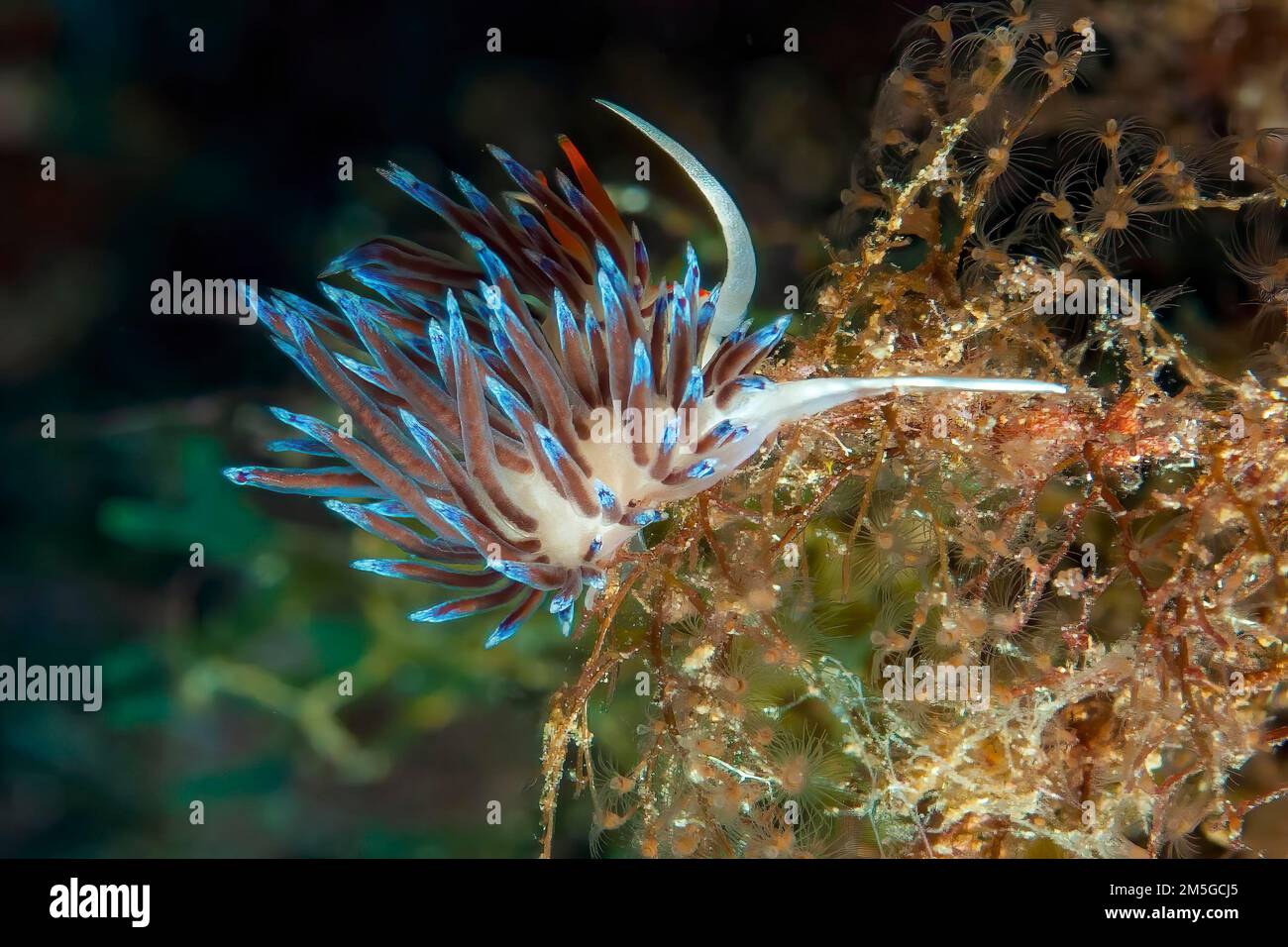 Wandering thread snail (Cratena peregrina) Nudibranch eats hydrozoans, Mediterranean Sea, Giglio Island, Tuscany, Italy Stock Photo
