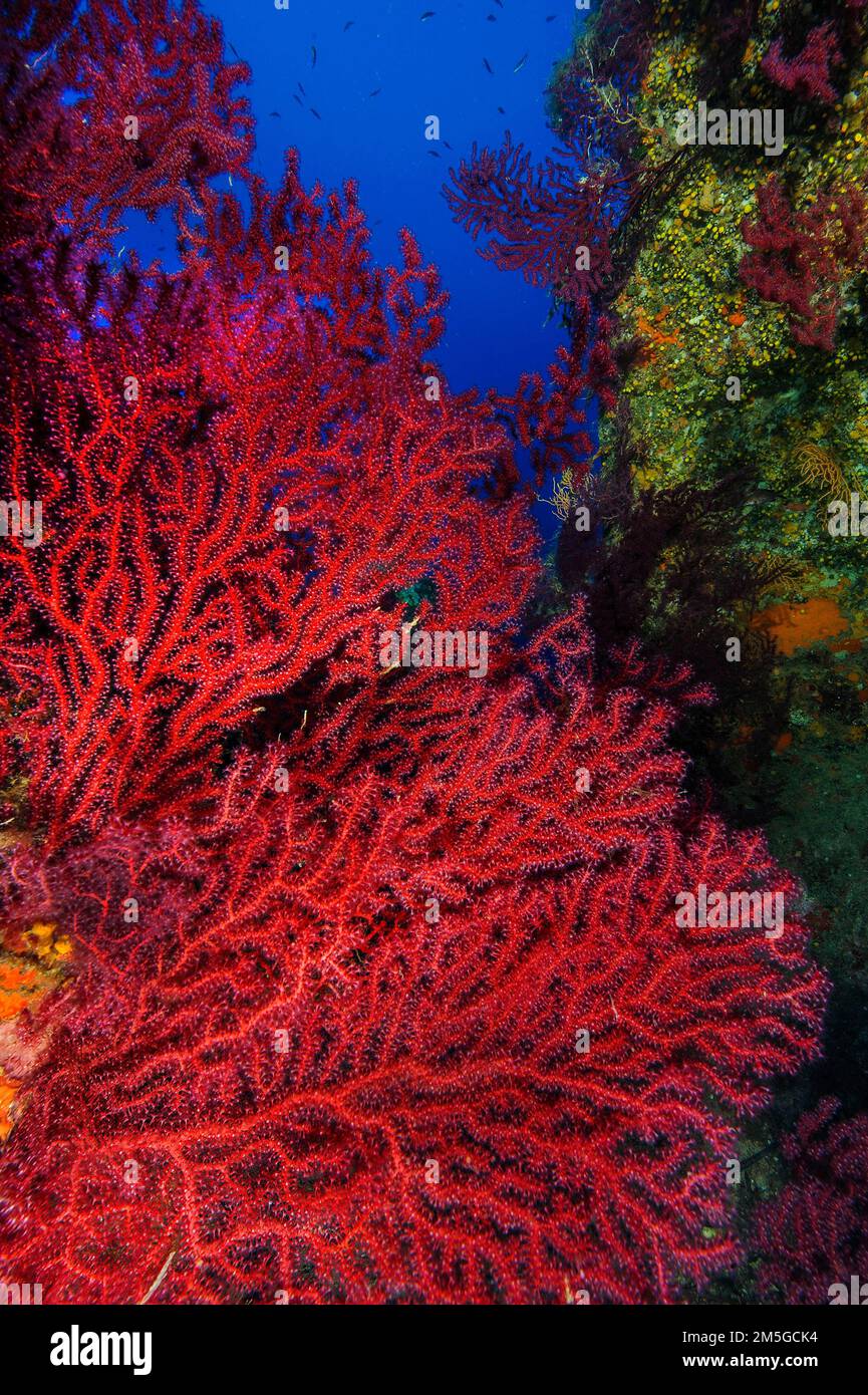 Large fan of red violescent sea-whip (Paramuricea clavata), Mediterranean fan coral with outstretched coral polyps filtering plankton from current Stock Photo