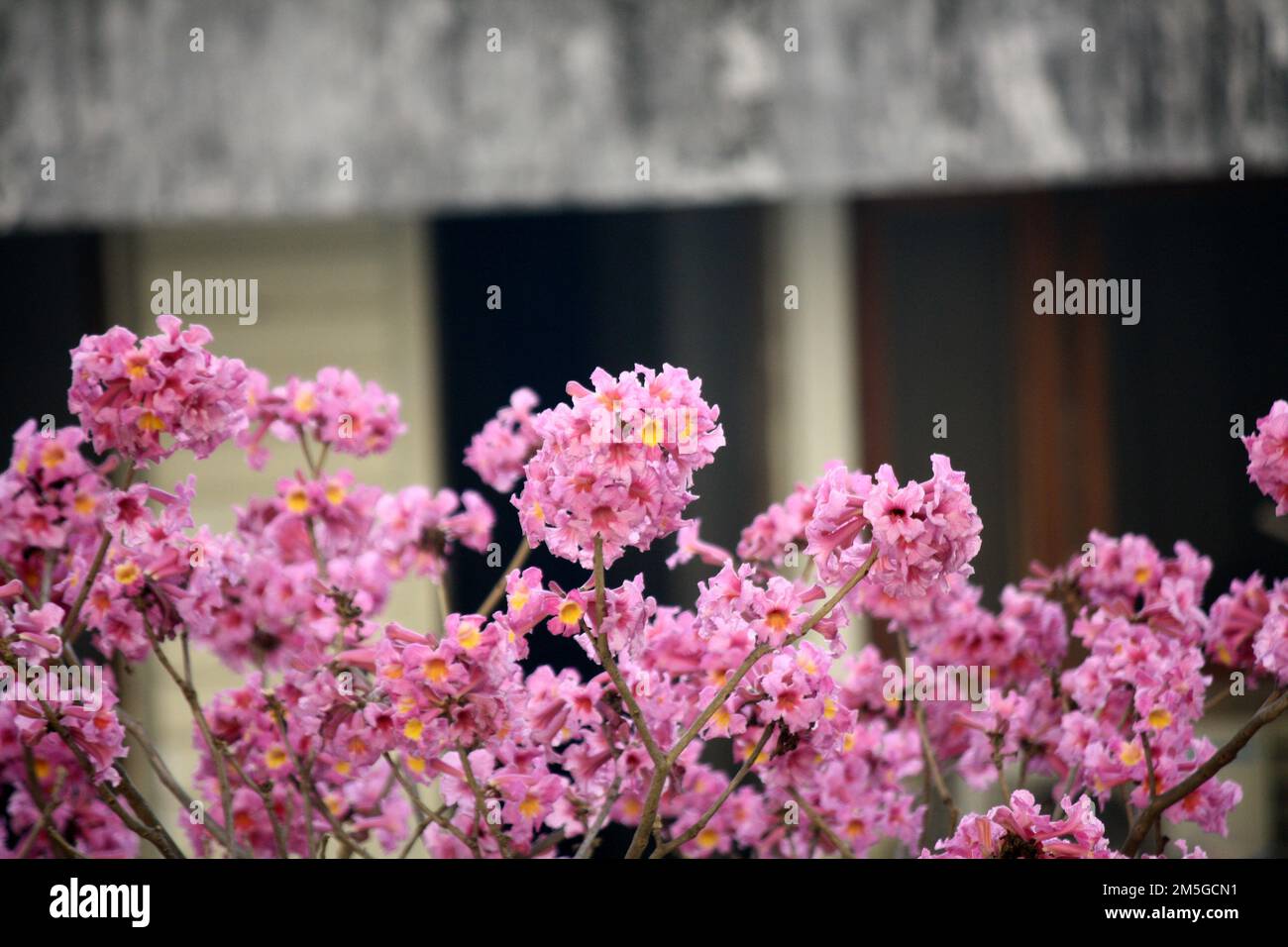 Pink Trumpet tree (Tabebuia rosea) in bloom : (pix Sanjiv Shukla Stock ...