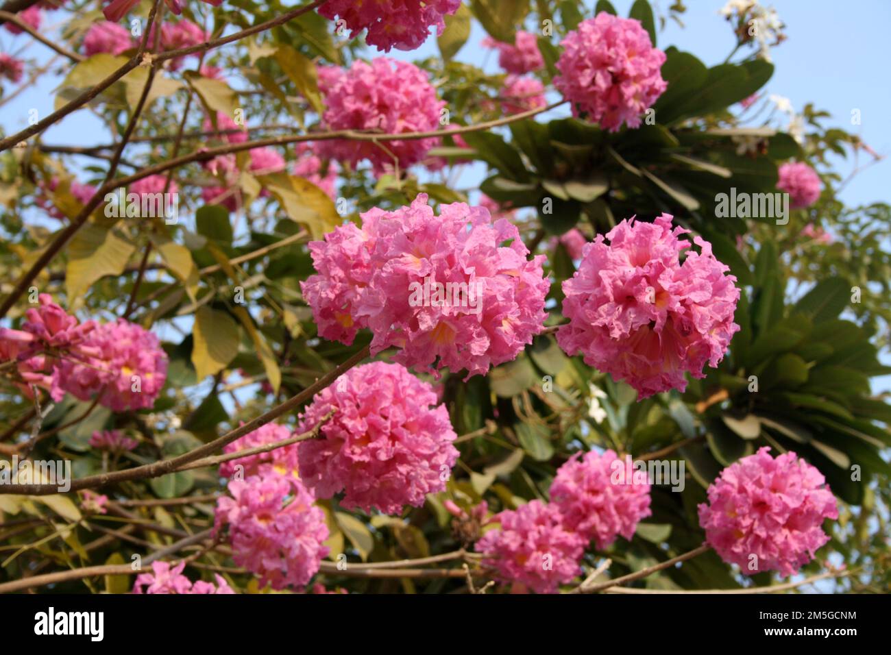 Pink Trumpet tree (Tabebuia rosea) in bloom : (pix Sanjiv Shukla Stock ...