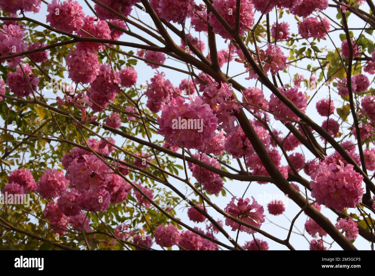 Pink Trumpet tree (Tabebuia rosea) in bloom : (pix Sanjiv Shukla) Stock Photo