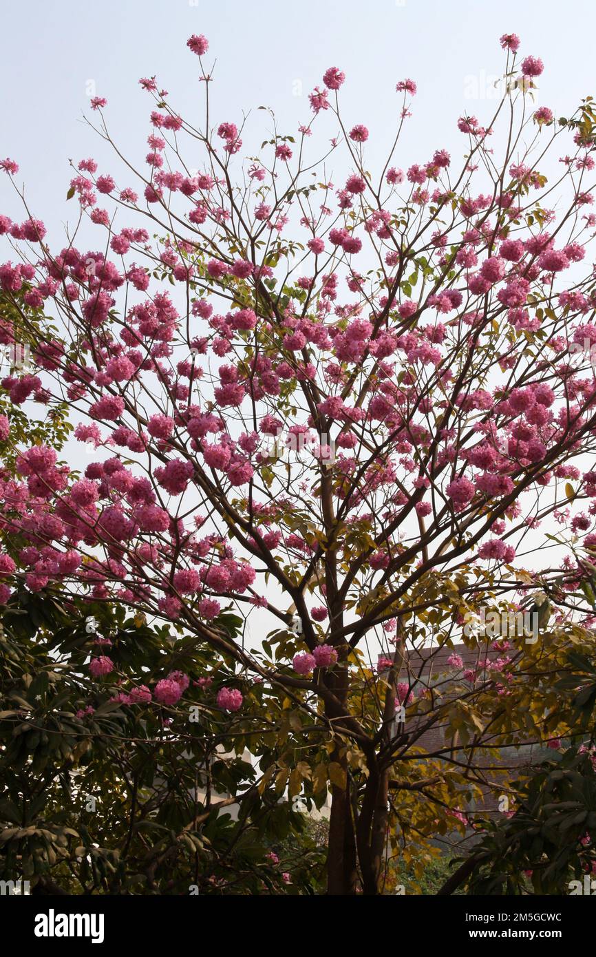 Pink Trumpet tree (Tabebuia rosea) in bloom : (pix Sanjiv Shukla) Stock Photo