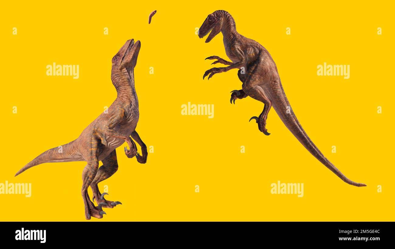 A 3D rendering of Velociraptor dinosaurs catching its prey isolated on ...